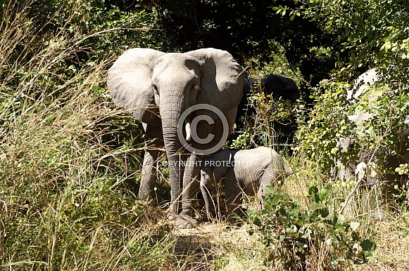 African Elephant & Calf African Elephant & Calf
