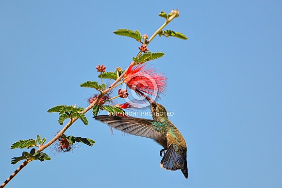 Hummingbird - Young Broad-billed