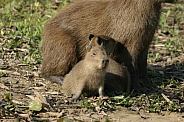Wild adult female Capybara and two young pups