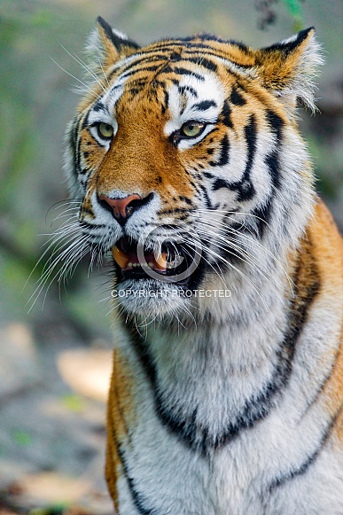 Amur Tiger