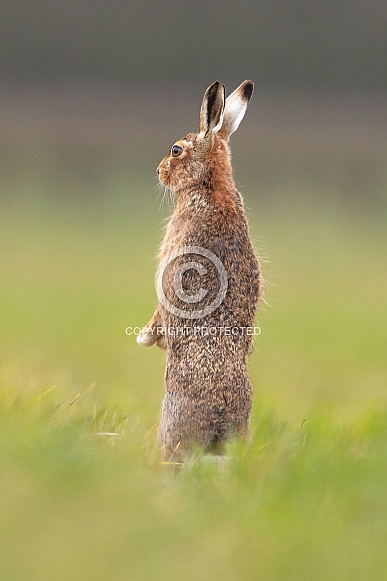 Brown Hare