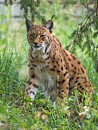 Lynx in the vegetation