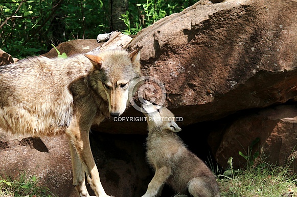 Wolf and Wolf Pups