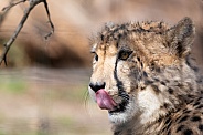Cheetah licking his lips
