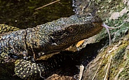 Crocodile Monitor