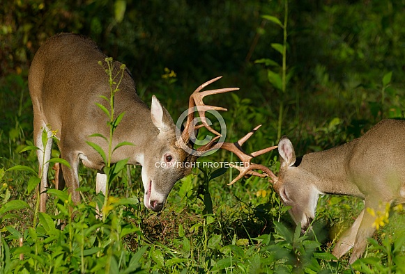 White tail deer