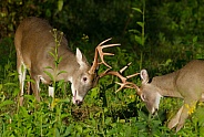 White tail deer