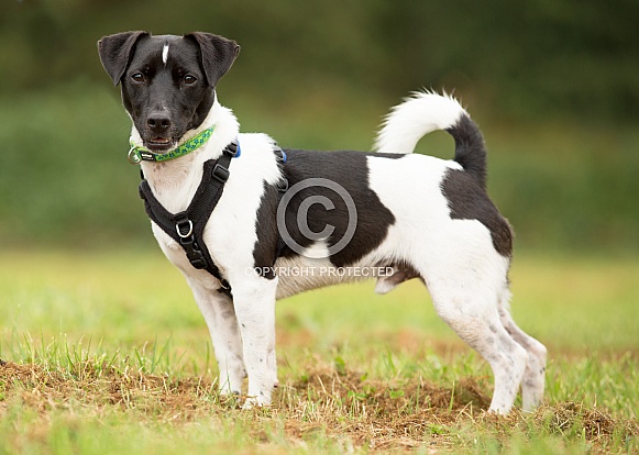 Black and White Terrier