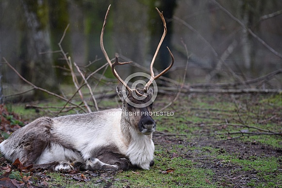 Reindeer