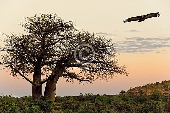 Lappetfaced Vulture - Baobab Tree - Botswana