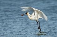 The Eurasian spoonbill