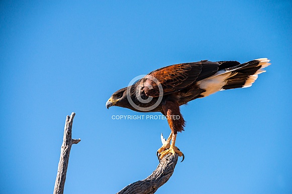 Harris Hawk