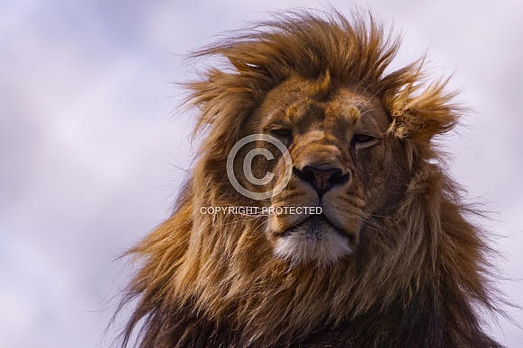 African Lion