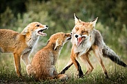 Fox family in the dunes
