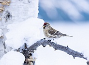 Common Female Redpoll Perched in a Tree