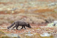 Arctic fox