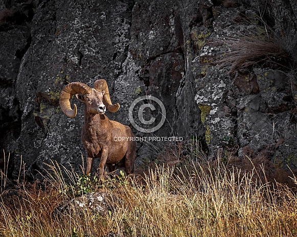 Bighorn Sheep-Back Against The Wall Bighorn Sheep-Back Against The Wall