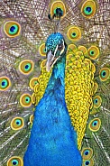 Vewry pretty peacock