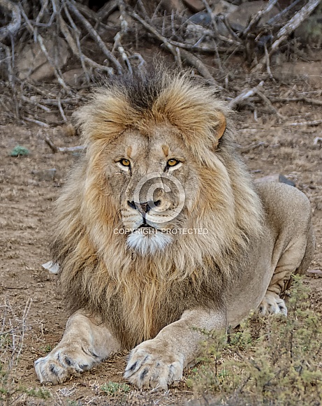 Male Lion Portrait Male Lion Portrait