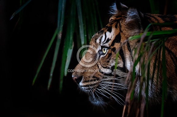 Sumatran tiger Sumatran tiger