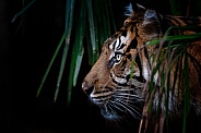 Sumatran tiger