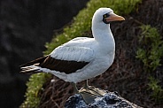 Nazca Booby - Galapagos Islands