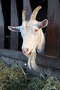 Domestic goat (Capra aegagrus hircus)