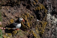 Puffin the birds from the arctic.