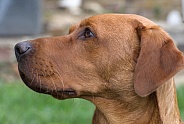 Red Fox Labrador