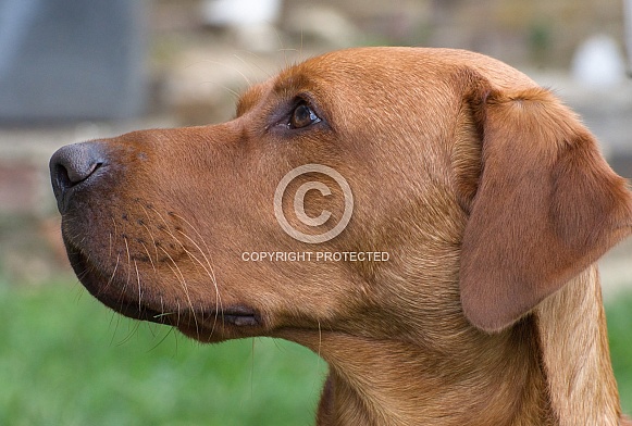 Red Fox Labrador