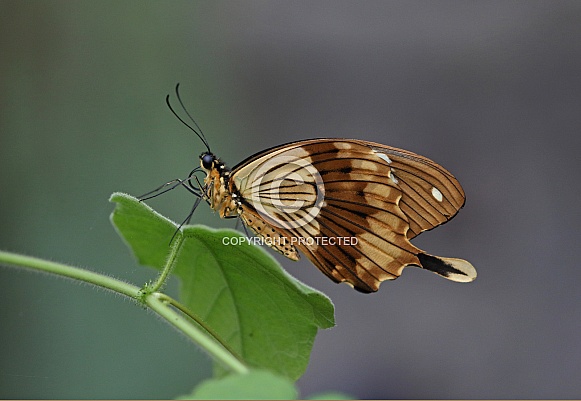 Mocker Swallowtail