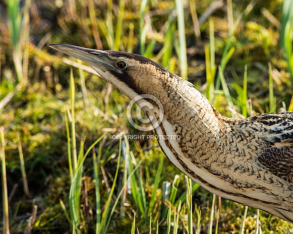 Bittern