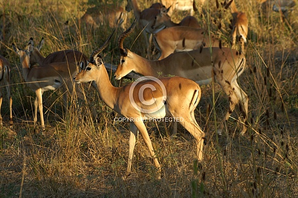 Impala