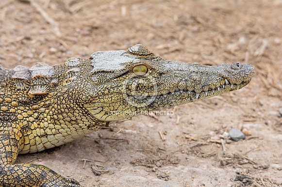 Juvenile Nile Crocodile Juvenile Nile Crocodile