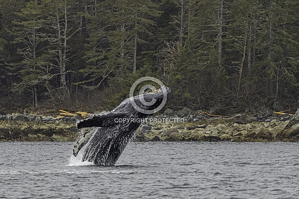 Humpback Whales Bubble Net Fishing Sitka Alaska Humpback Whales Bubble Net Fishing Sitka Alaska