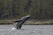 Humpback Whales Bubble Net Fishing Sitka Alaska