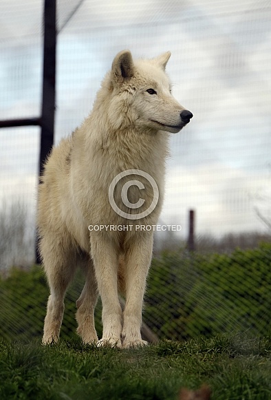 White Wolf