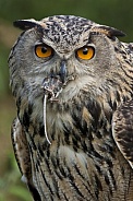 European Eagle Owl (Buba bubo)