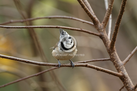 The Crested Tit