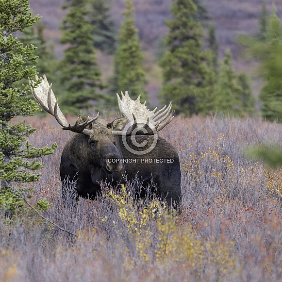 Bull Moose in Denali National Park