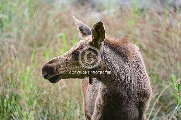 Moose Calf Moose Calf