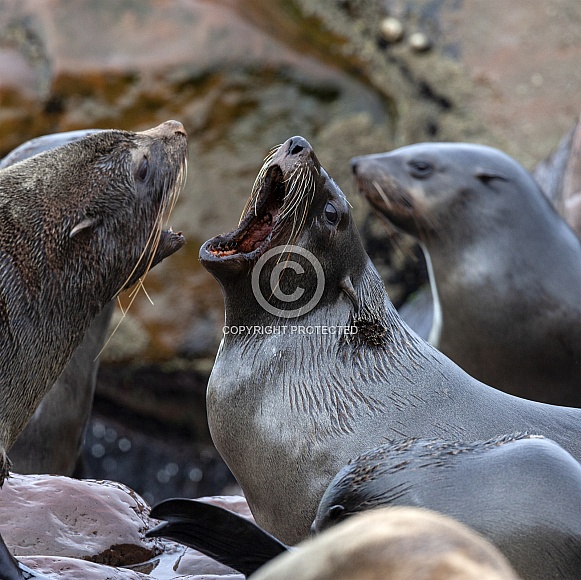 Cap Fur Seals - Cape Cross - Namibia Cap Fur Seals - Cape Cross - Namibia