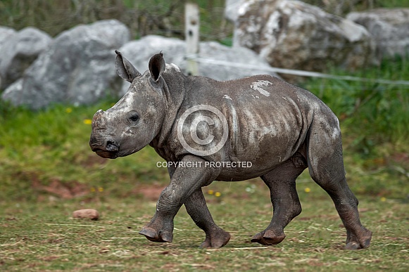 Baby White Rhino Walking