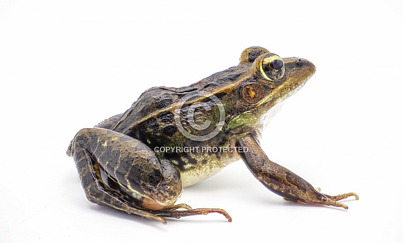 Southern leopard frog - Lithobates sphenocephalus or Rana sphenocephala - isolated on white background side profile view Southern leopard frog - Lithobates sphenocephalus or Rana sphenocephala - isolated on white background side profile view