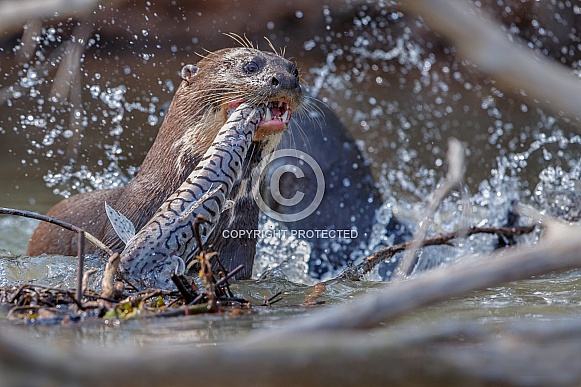 Giant river otter in the nature habitat