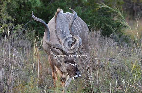 Kudu bull