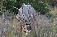 Kudu bull