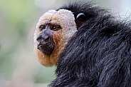 White faced saki (Pithecia pithecia)