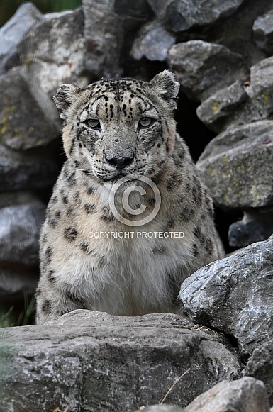 Snow leopard