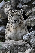 Snow leopard